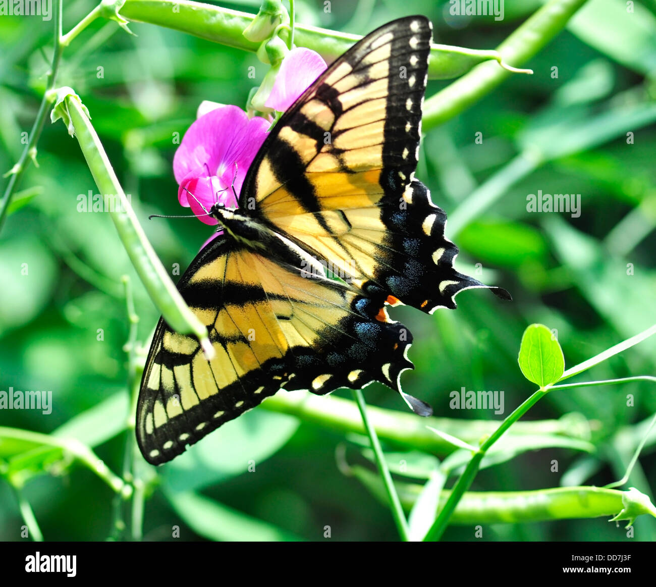 yellow butterfly Stock Photo