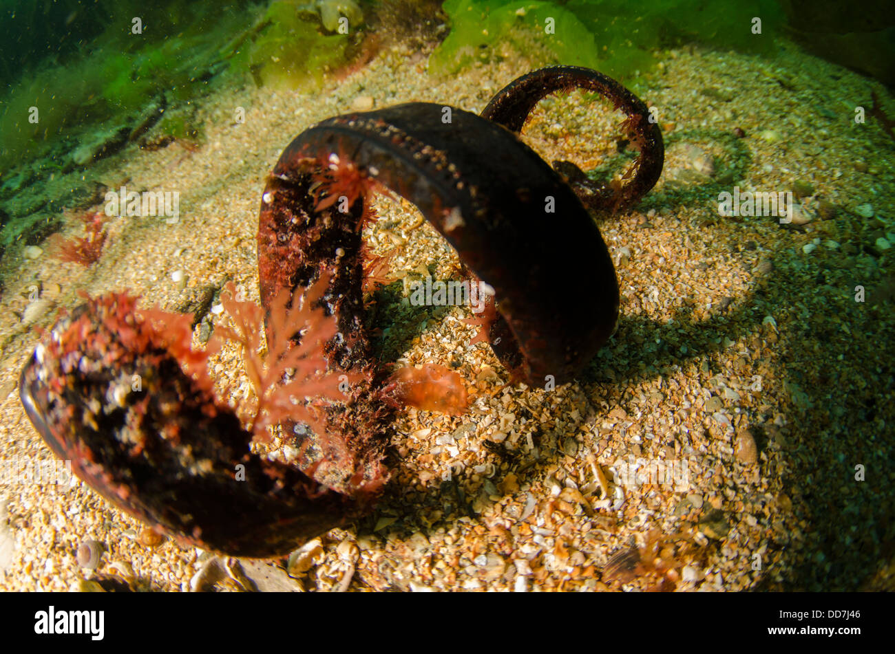 piece of curled rubber, underwater, encrusted with seaweed, colonizing life, rubbish, pollution, Stock Photo