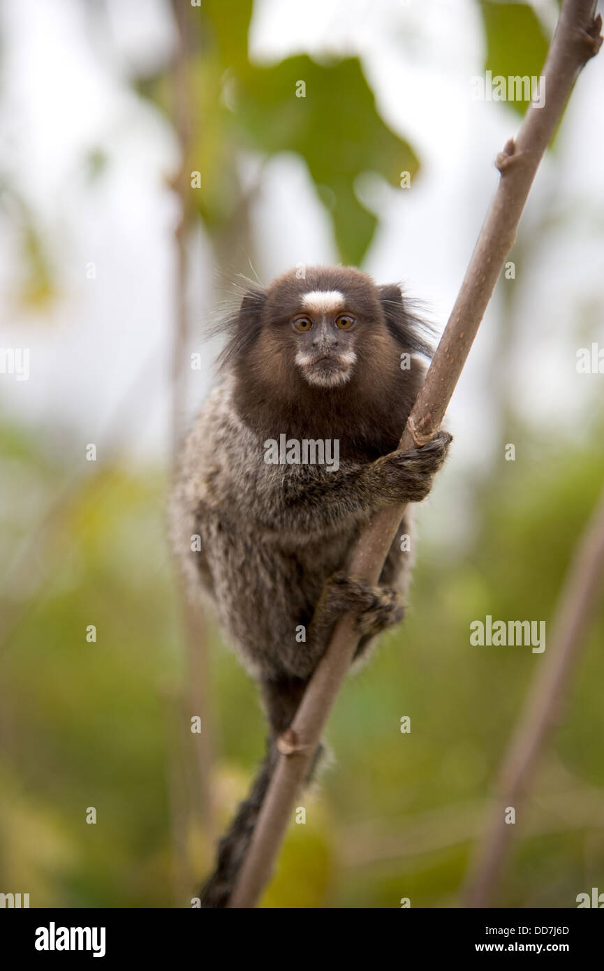 Sagui Monkey In The Wild Rio De Janeiro Brazil Stock Photo