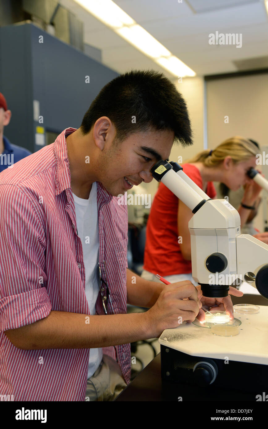 Developmental Biology lab in Yale Summer School. Yale student looks at C. elegans Mutants worm through microscope. Stock Photo