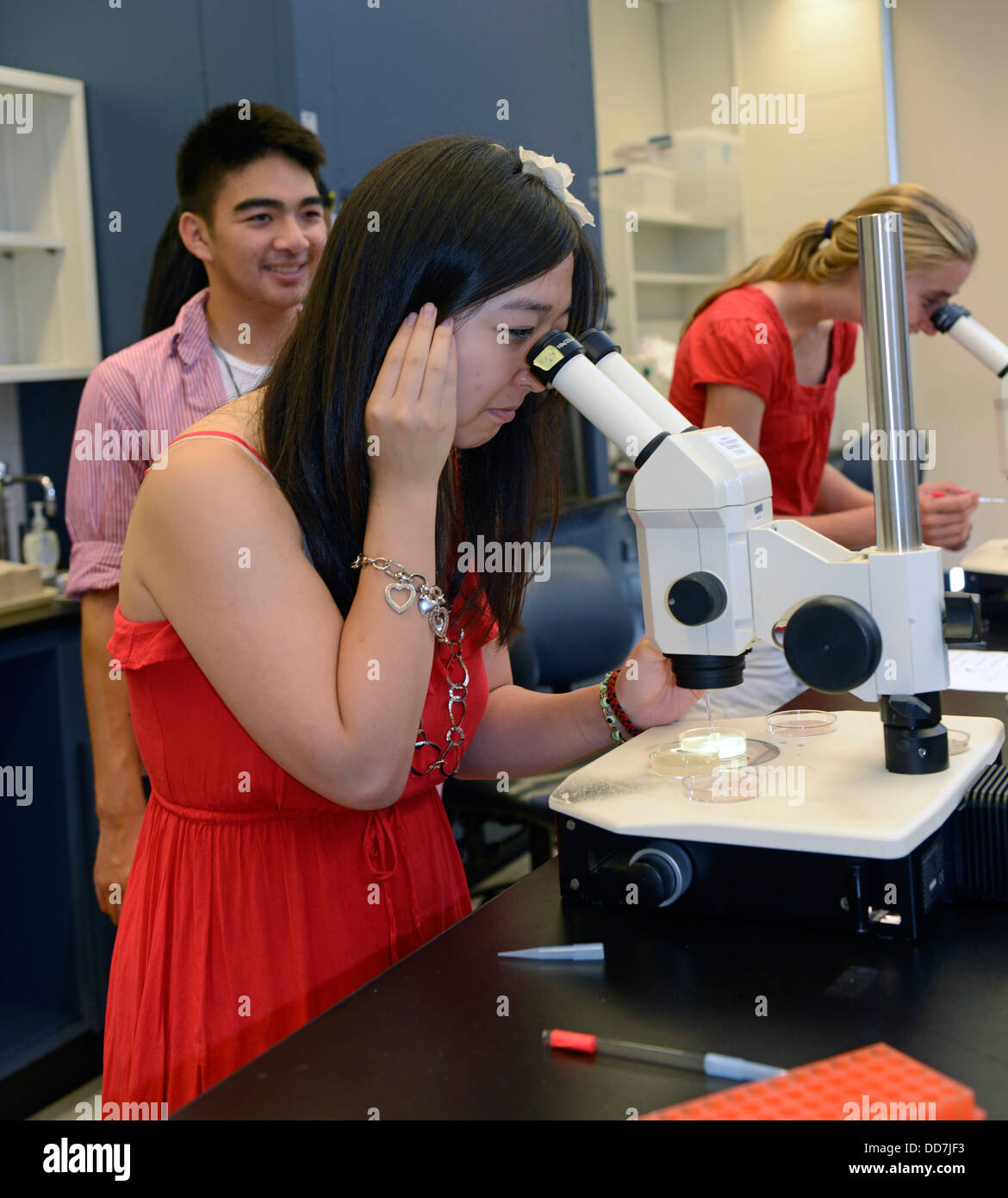 Developmental Biology lab in Yale Summer School. Students looks at C. elegans Mutants worm through microscope. Stock Photo
