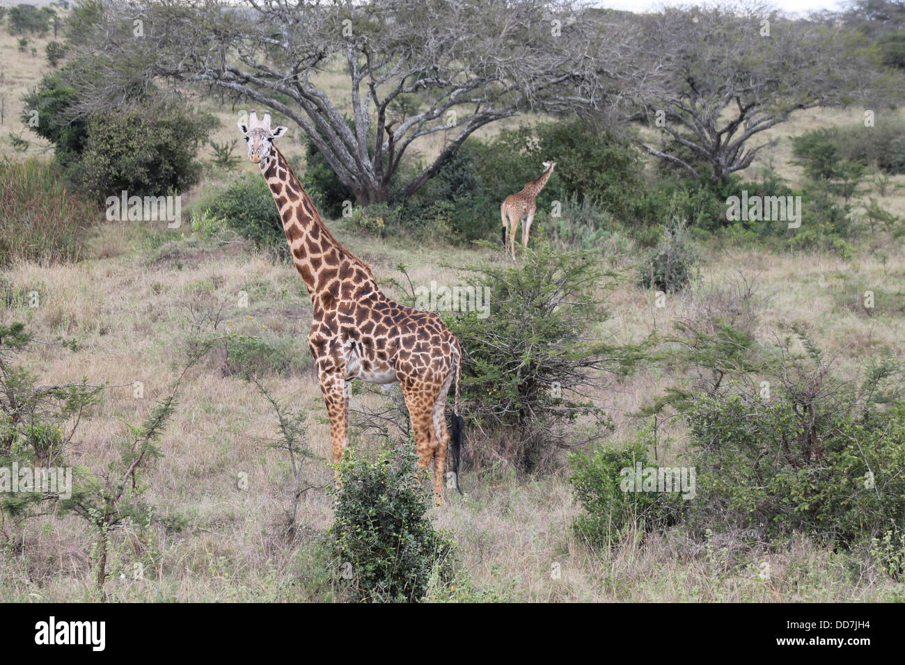 Two giraffes hi-res stock photography and images - Alamy