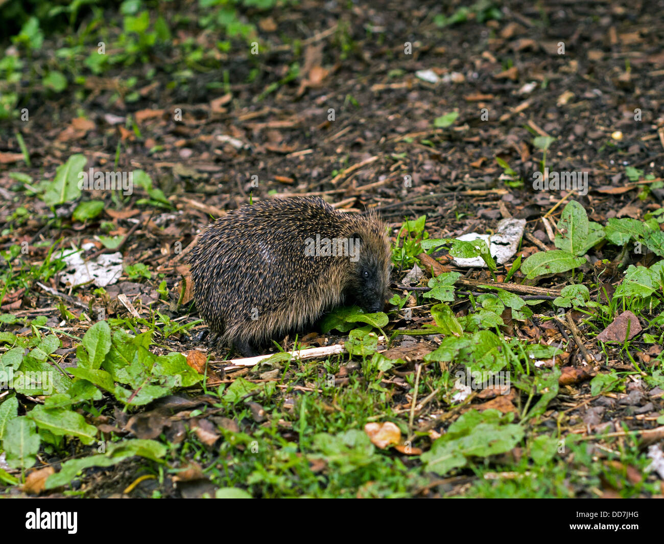 Hedgehog Smells Food Stock Photo Alamy