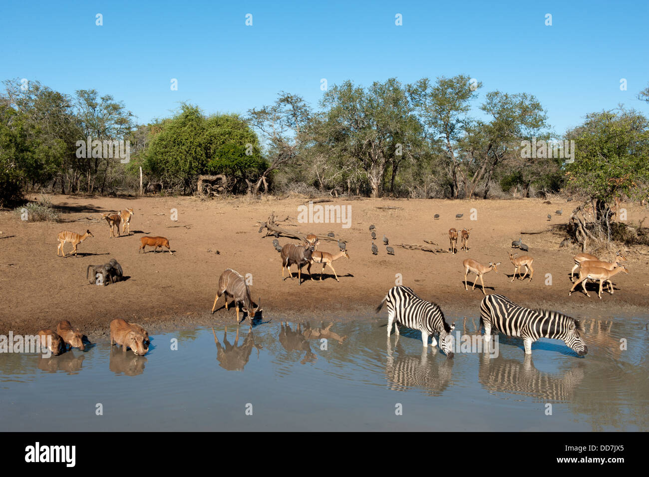 Animals coming to drink at a waterhole in the dry season, Mkhuze Game  Reserve, iSimangaliso Wetland Park, South Africa Stock Photo - Alamy