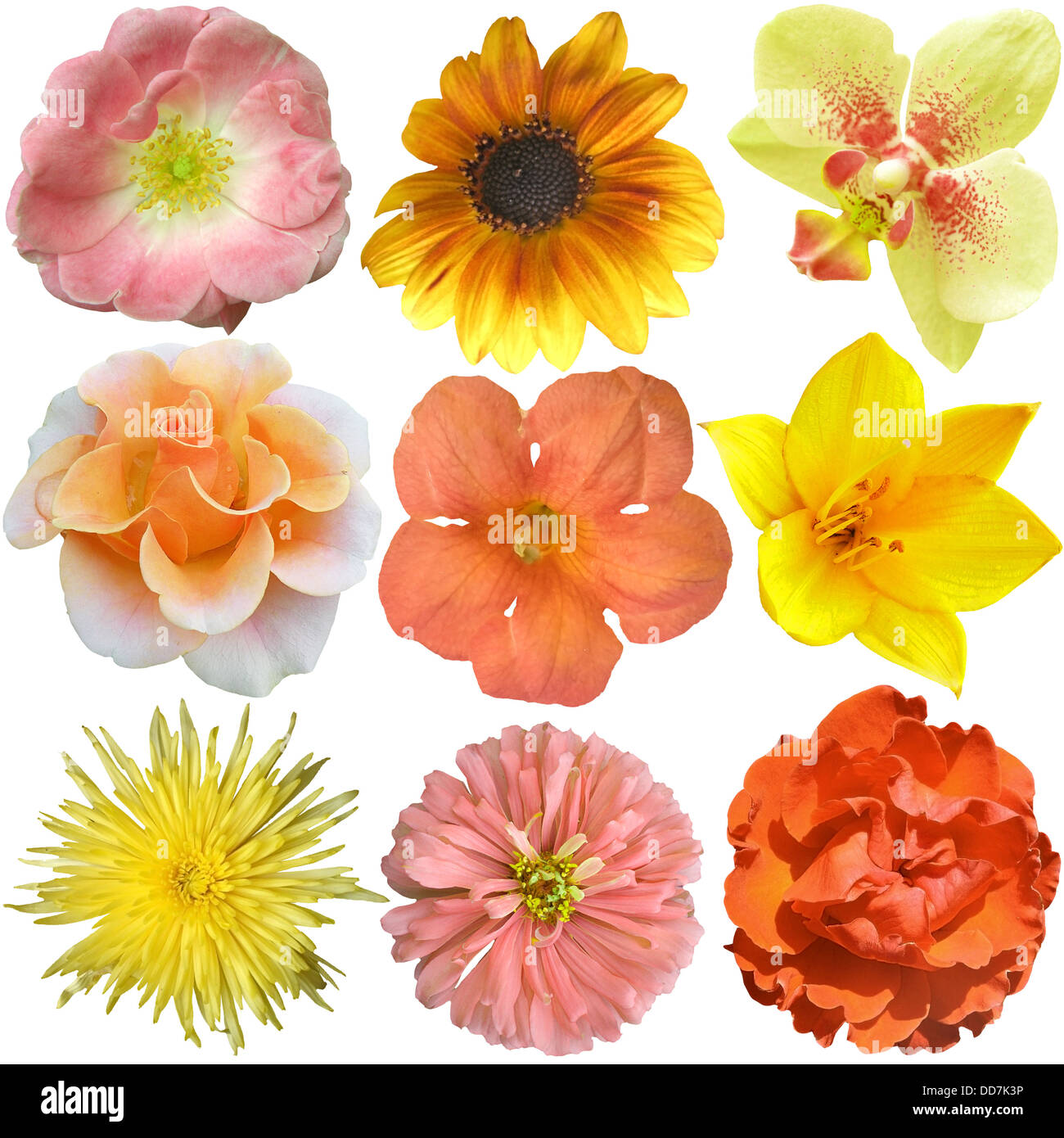 Collection of Yellow Orange Flowers Isolated on White Stock Photo Alamy