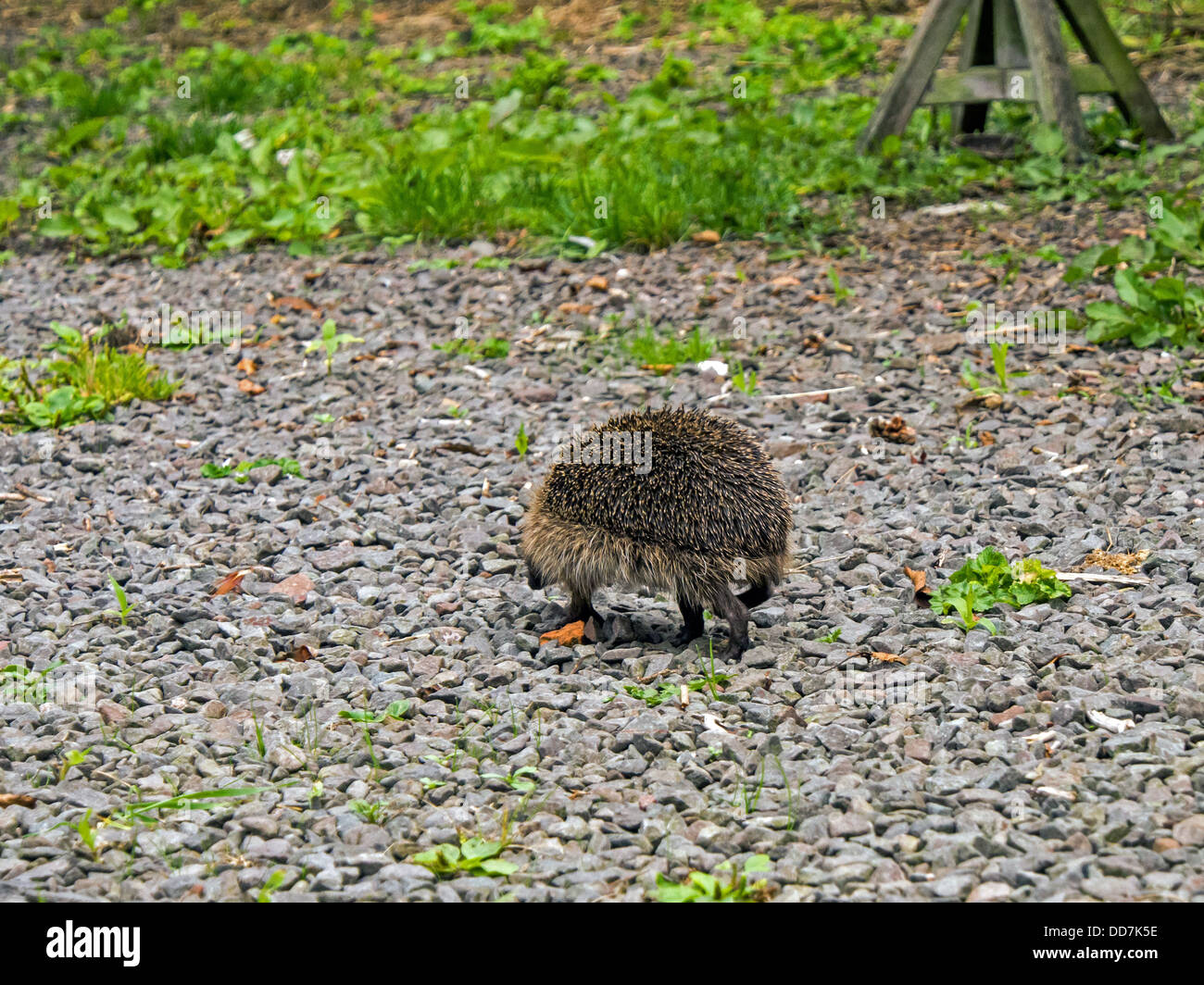 Hedge Hog Hunting For Food Stock Photo