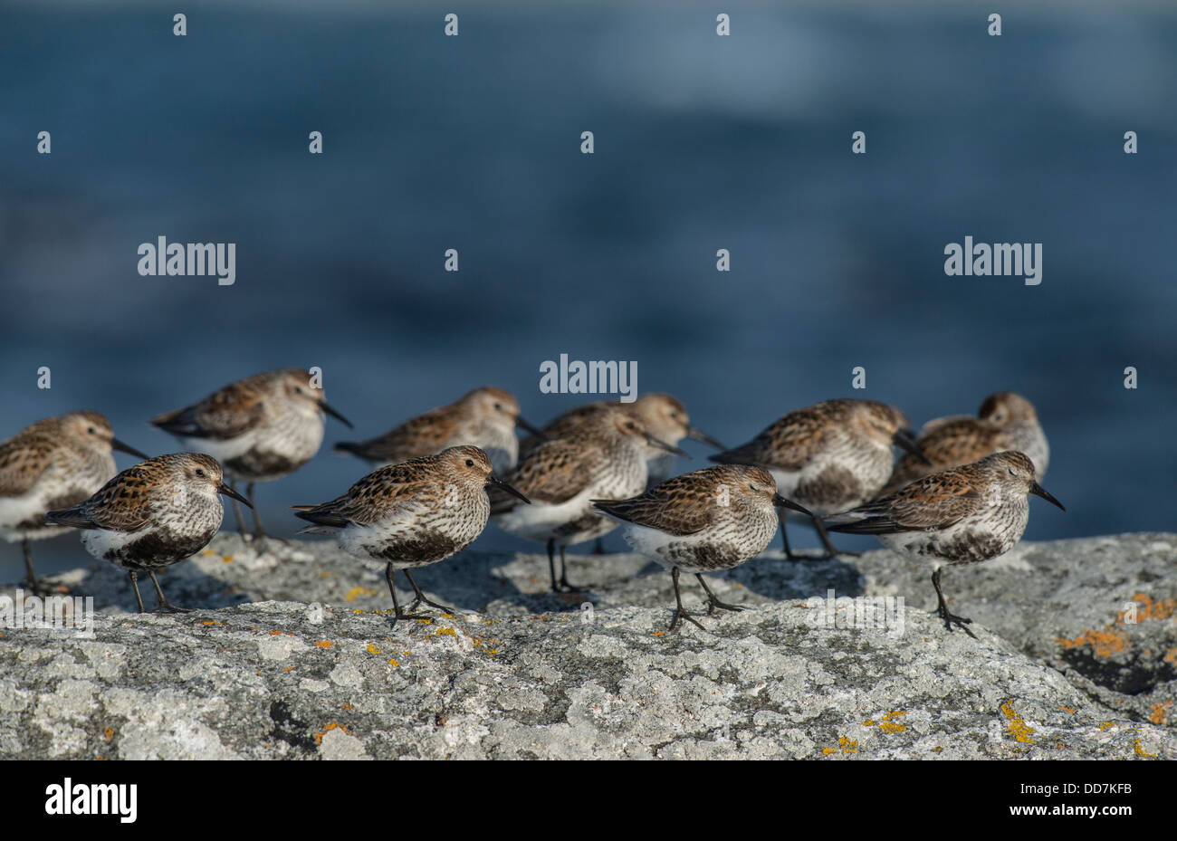 Dunlin Flock Standing Calidris Alpina Waiting Upon Rock Next To The 