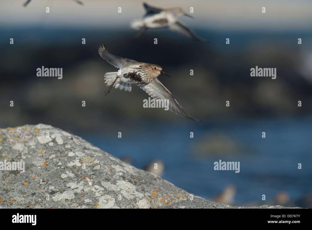 Dunlin, Calidris alpina, in flight taking off from rock, sea in the background. Stock Photo