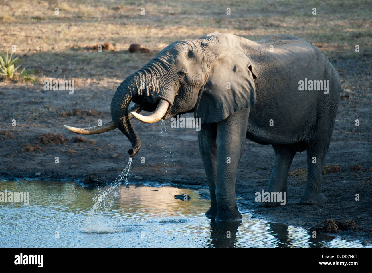 Big tusked bull African elephant ( Loxodonta africana africana) drinking at a waterhole, Tembe Elephant Park, South Africa Stock Photo