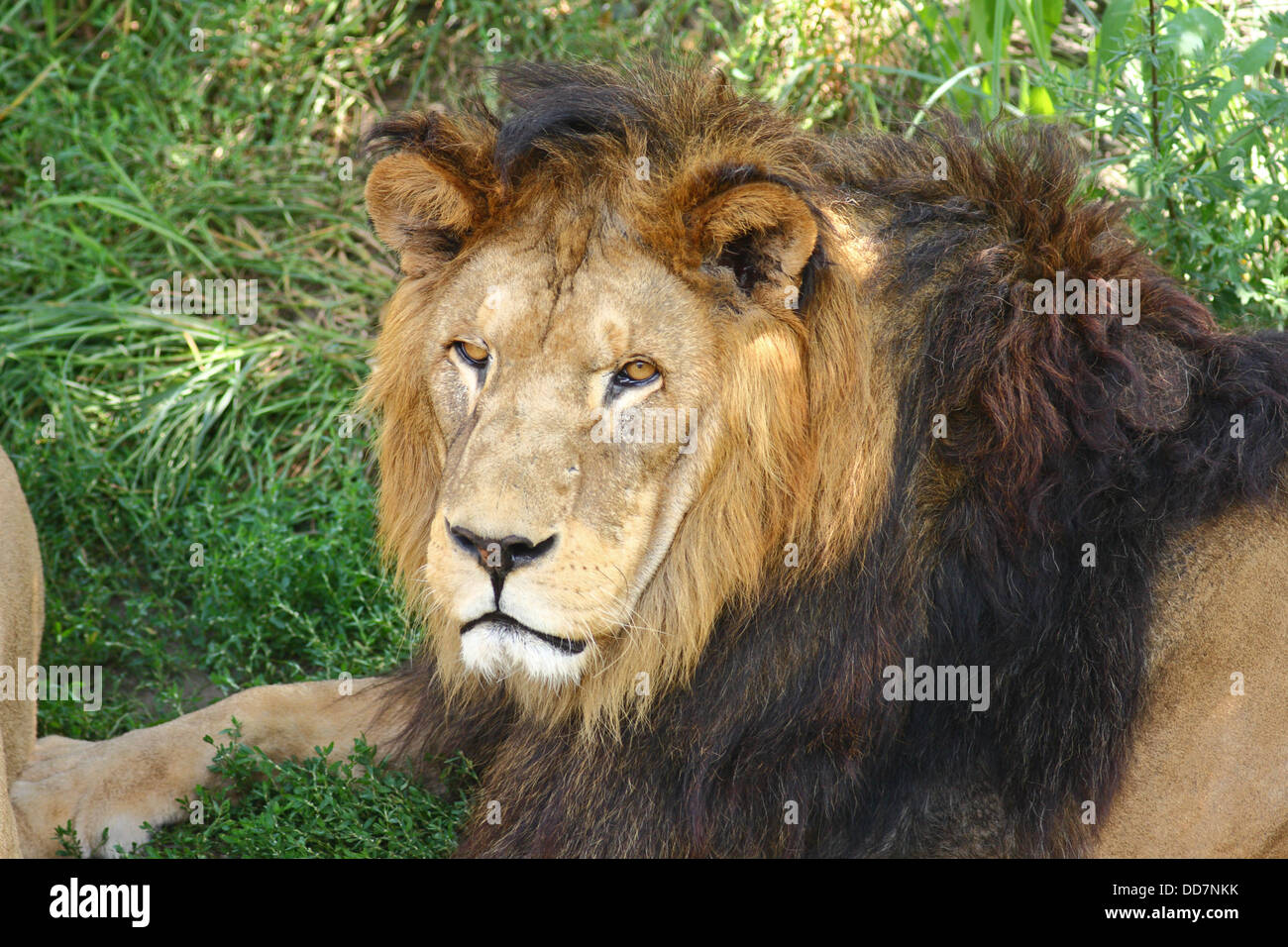 Lion headshot hi-res stock photography and images - Alamy