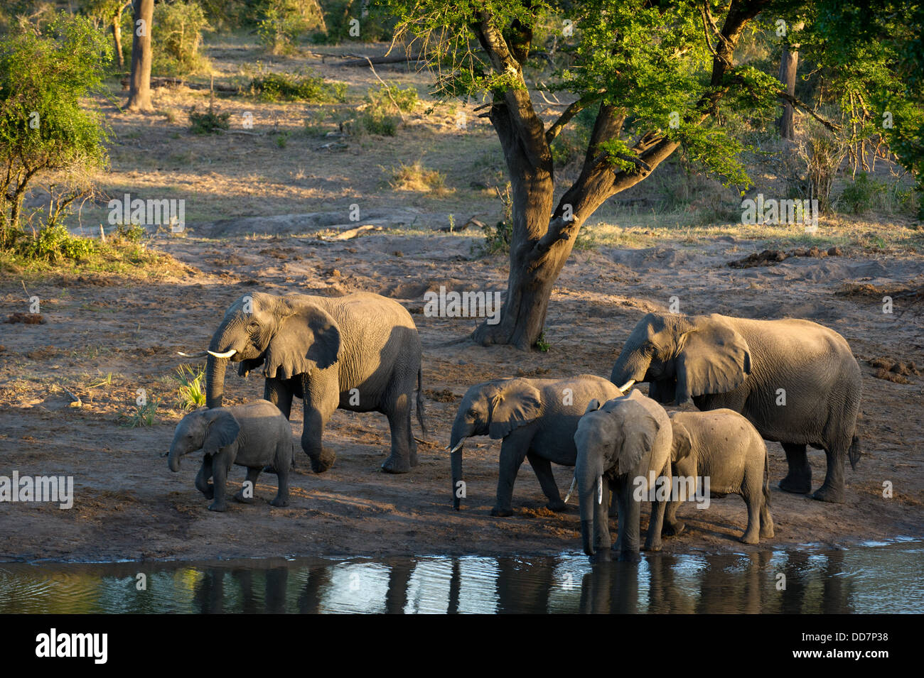 Herd of African elephants at a waterhole ( Loxodonta africana africana), Tembe Elephant Park, South Africa Stock Photo