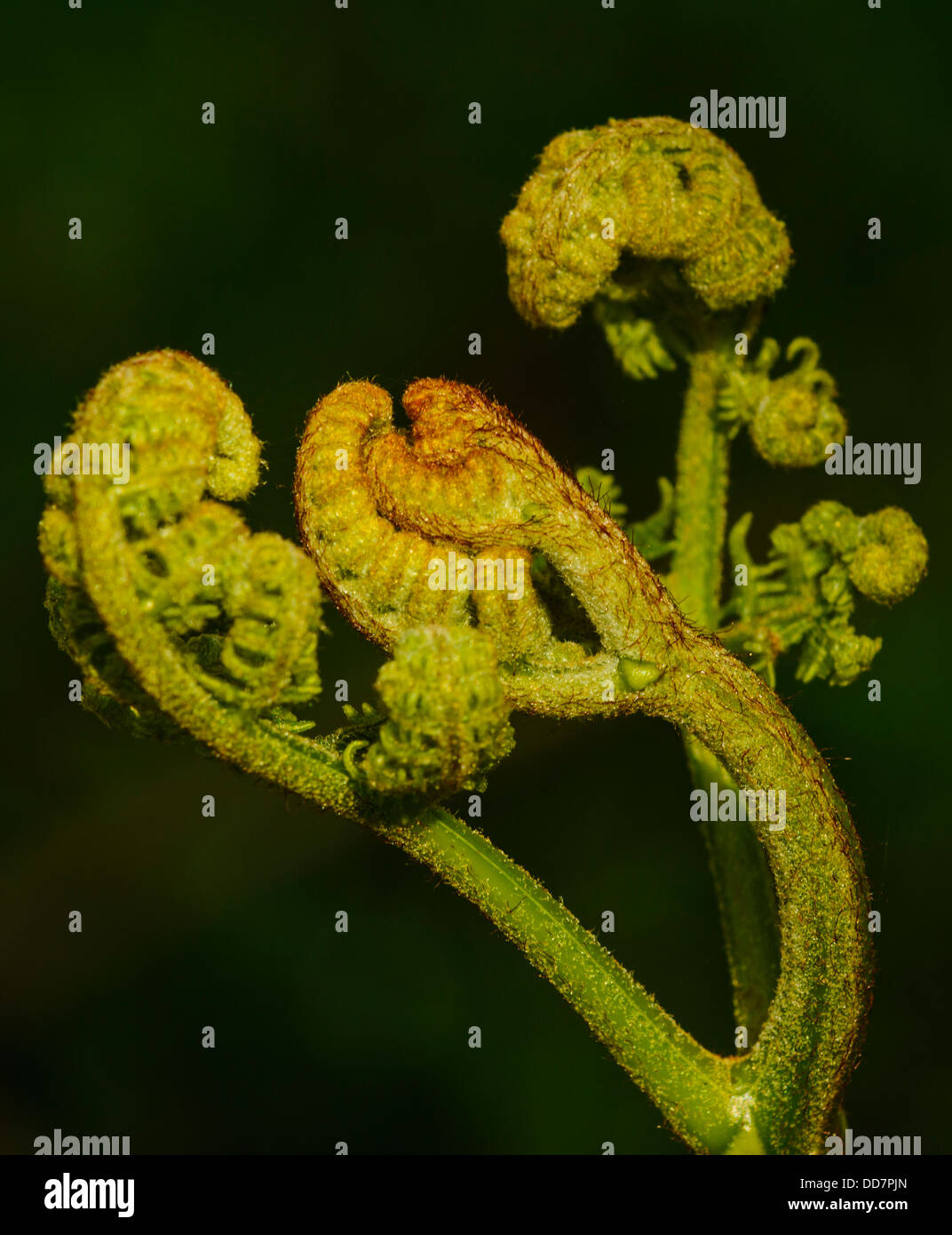 Unfurling fronds of Male fern Dryopteris filix-mas in woods at Quernmore Lancashire Stock Photo