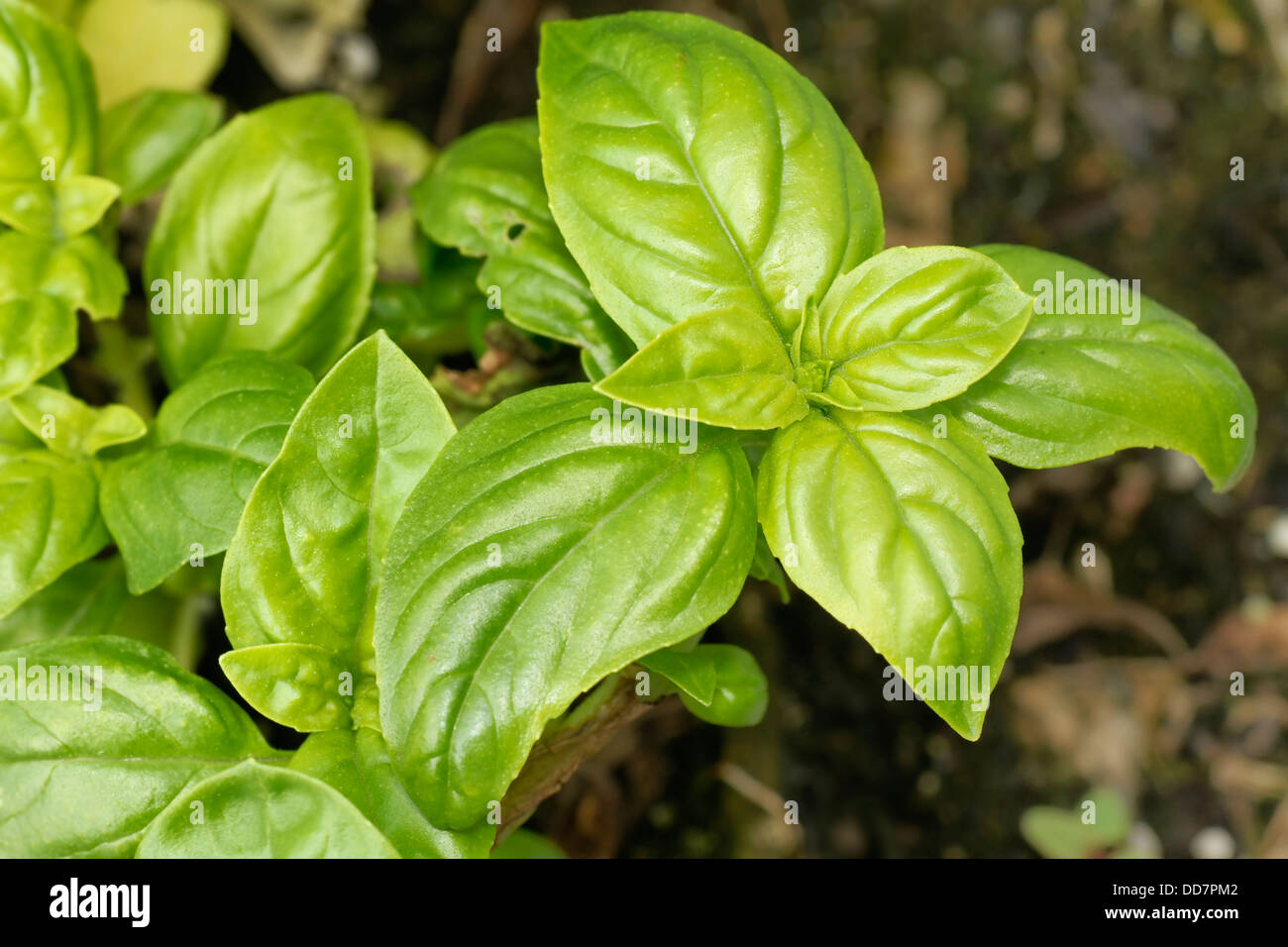 Delicious baby spinach Stock Photo - Alamy