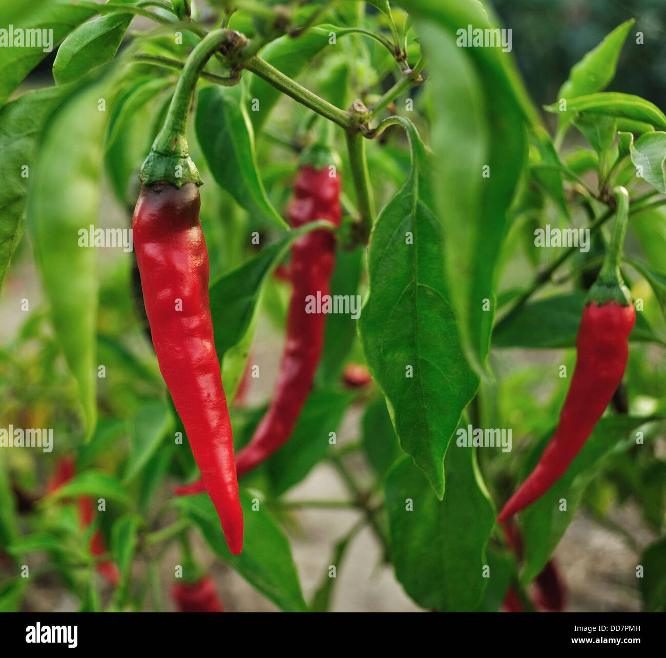 hot red peppe Stock Photo