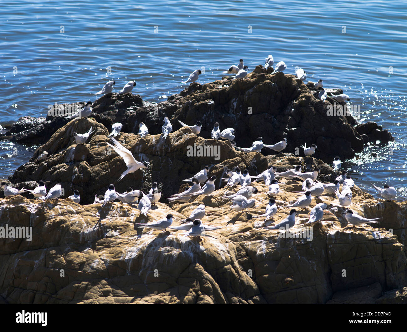dh Caspian Tern TERN UK Hydroprogne caspia Terns birds on rocks Wellington Harbour New Zealand Stock Photo