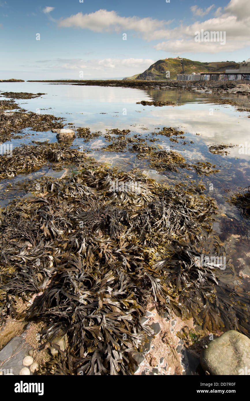 UK, Wales, Ceredigion, Aberystwyth, seafront, bladder wrack fringed rock pools exposed at low tide Stock Photo