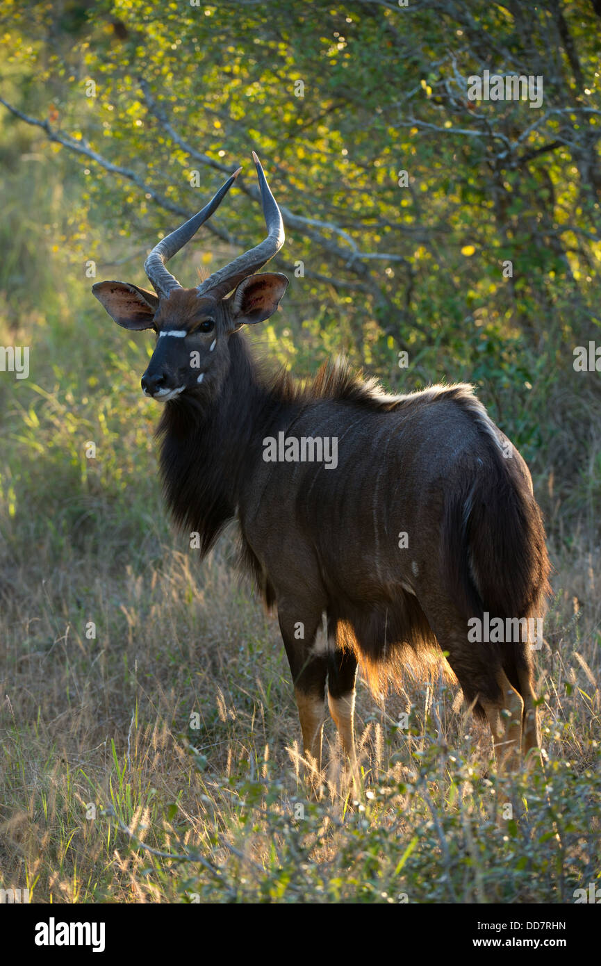 Nyala bull (Tragelaphus angasi), Tembe Elephant Park, South Africa Stock Photo