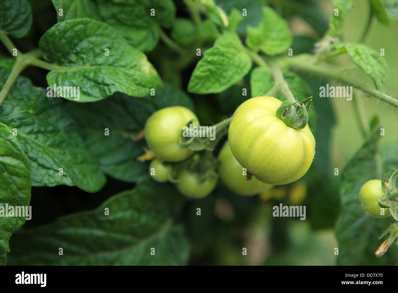 Growing tomatoes uk hires stock photography and images Alamy