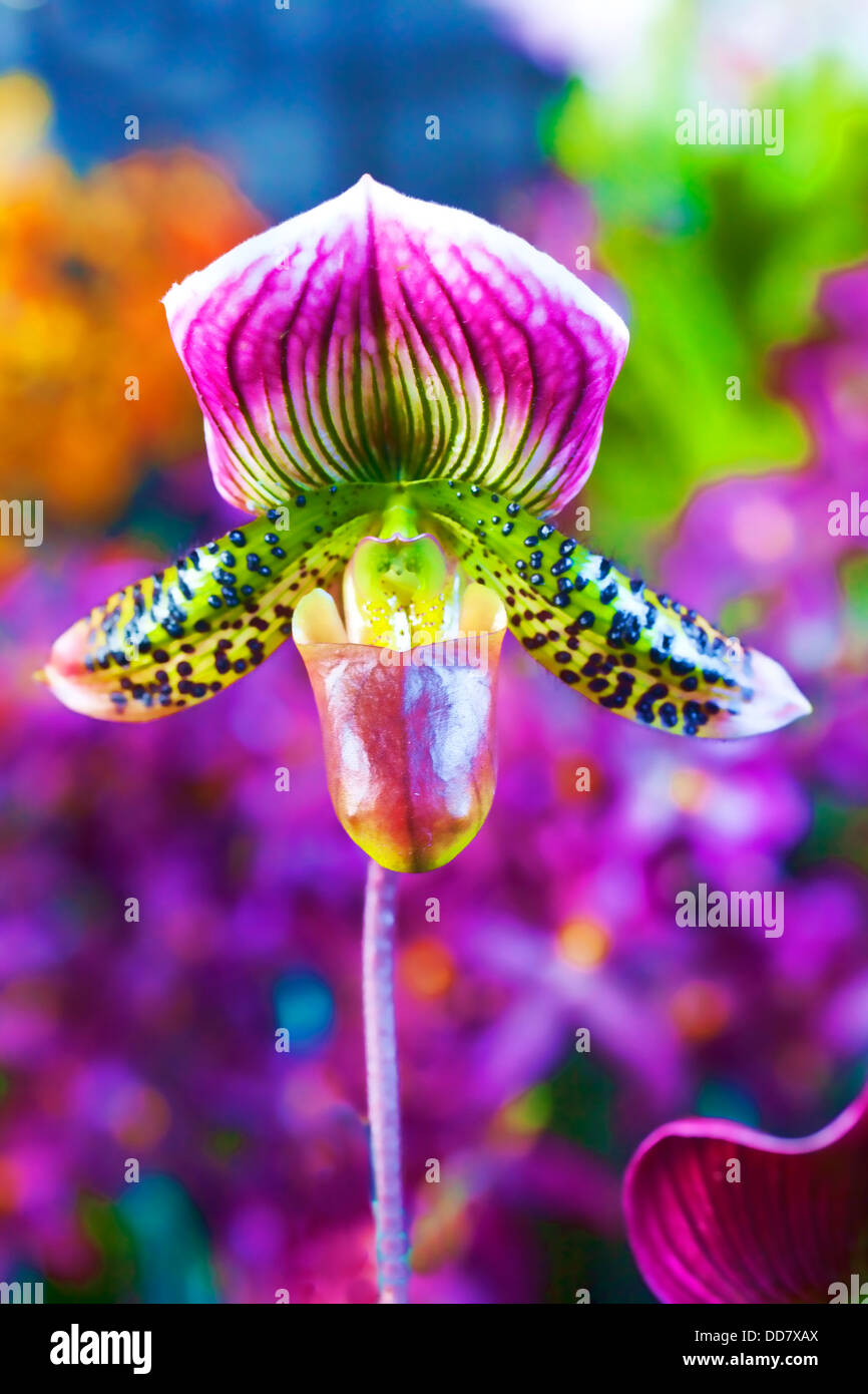 Orchid, Hilo Orchid Show, Island of Hawaii Stock Photo Alamy