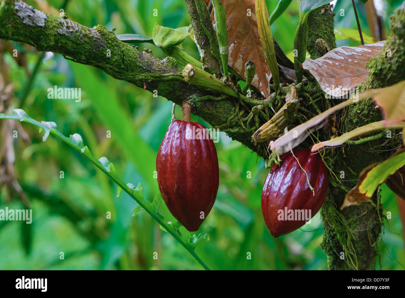 Cocoa Tree, Theobroma Cacoa, Hawaii Tropical Botanical Garden, Hilo