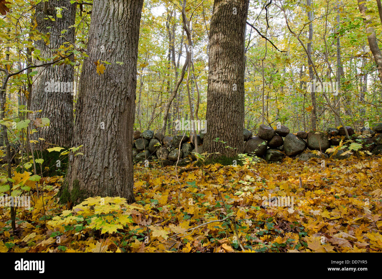 Tree trunks and leaves hi-res stock photography and images - Alamy