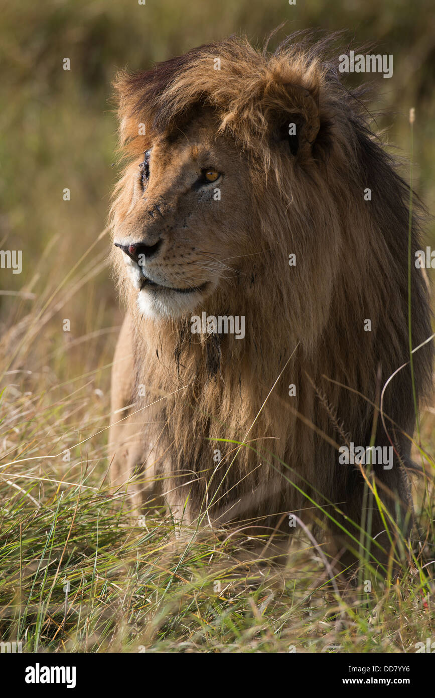 Adult male African lion with fully developed mane , Masai Mara National ...