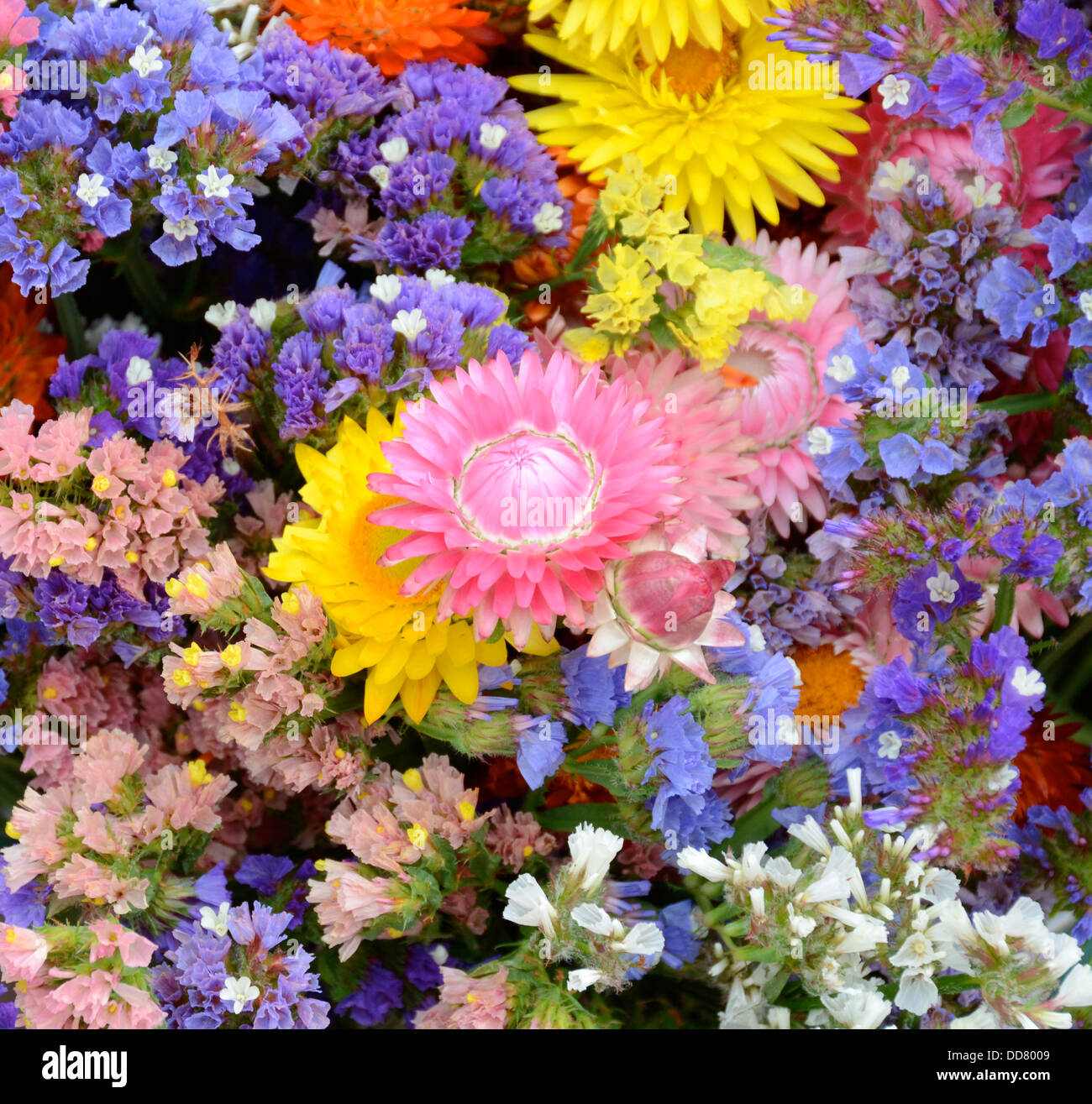 Everlasting flowers hires stock photography and images Alamy
