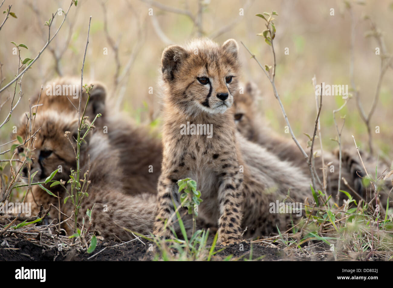 Cheetah cubs (Acinonyx jubatus), Zulu Nyala Game Reserve, South Africa Stock Photo