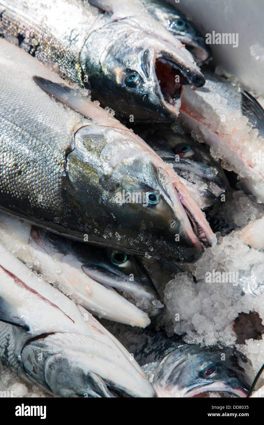 Salmon fishing, Sitka, Alaska Stock Photo