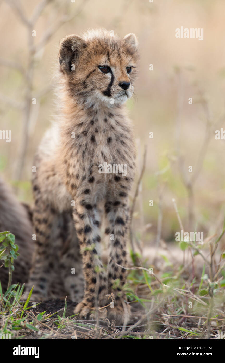 Cheetah cub (Acinonyx jubatus), Zulu Nyala Game Reserve, South Africa Stock Photo