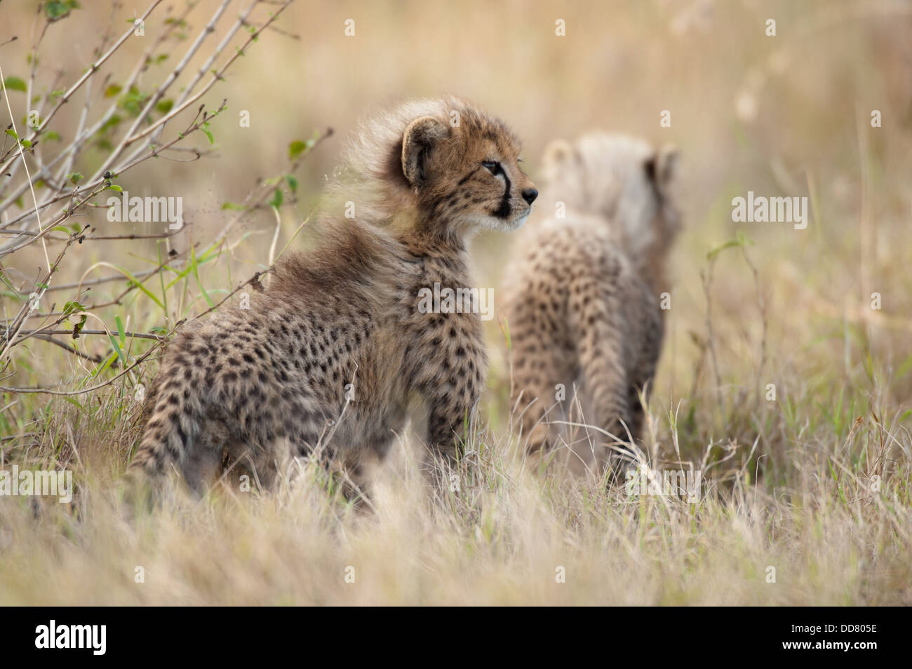Cheetah cubs (Acinonyx jubatus), Zulu Nyala Game Reserve, South Africa Stock Photo