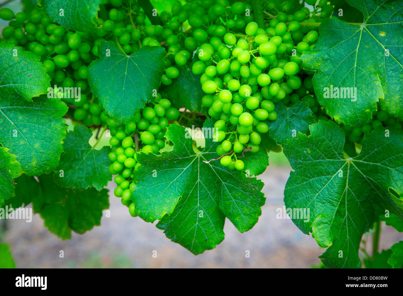 Grapes, Volcano Winery, The Big Island of Hawaii Stock Photo Alamy