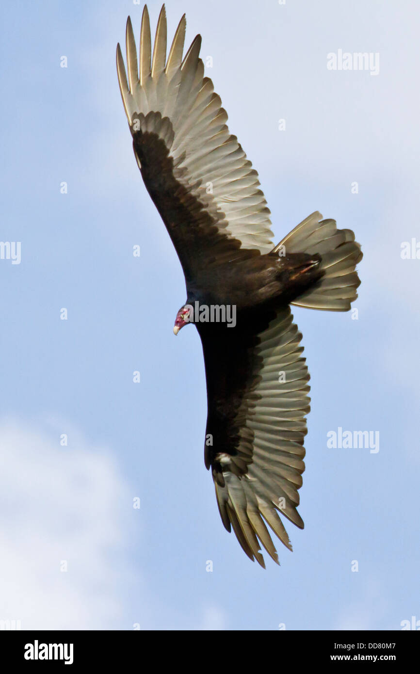 Turkey Vulture (Cathartes aura) searching for food, Texas, USA Stock Photo Alamy