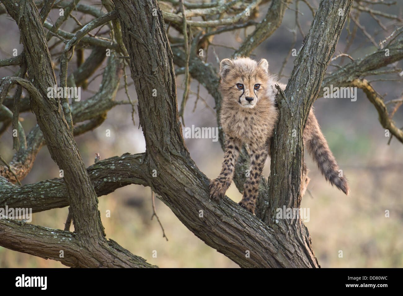 Cheetah cub climbing a tree (Acinonyx jubatus), Zulu Nyala Game Reserve