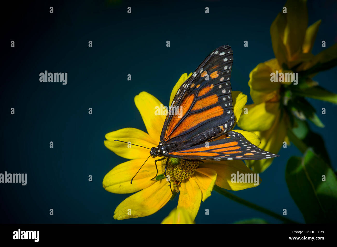 Monarch Butterfly Resting On Yellow Flower Stock Photo