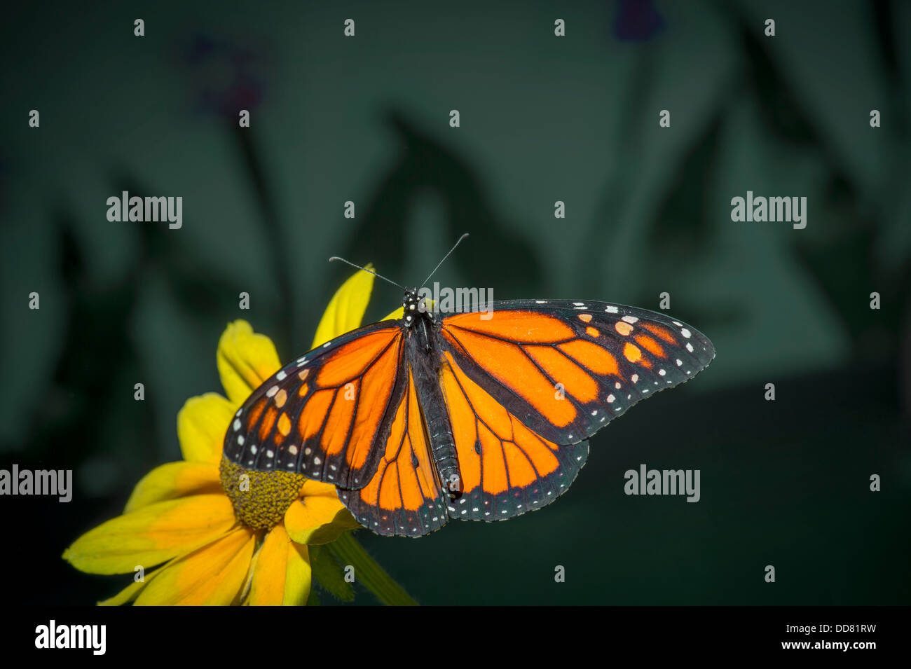 Monarch Butterfly Resting On Yellow Flower Stock Photo - Alamy