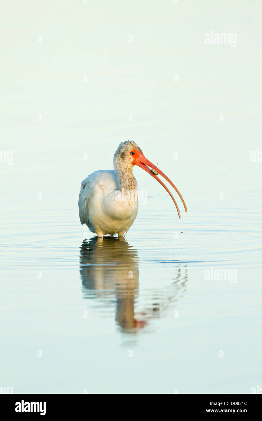 White Ibis (Eudocimus albus) feeding on fiddler crabs, Texas, USA. Stock Photo