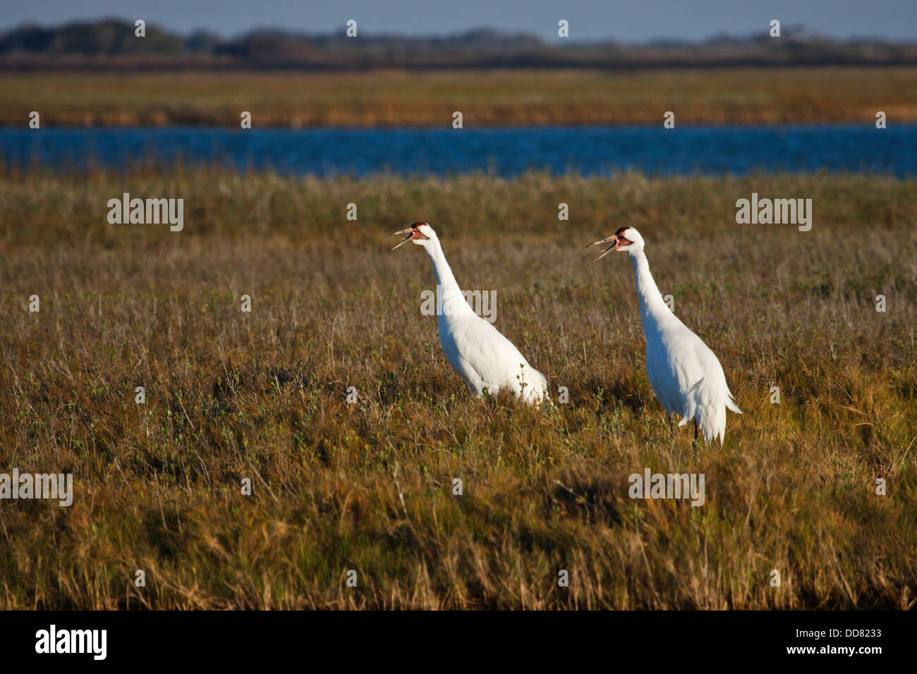 Whooping Crane (Grus americana) pair calling, Texas, USA. Stock Photo