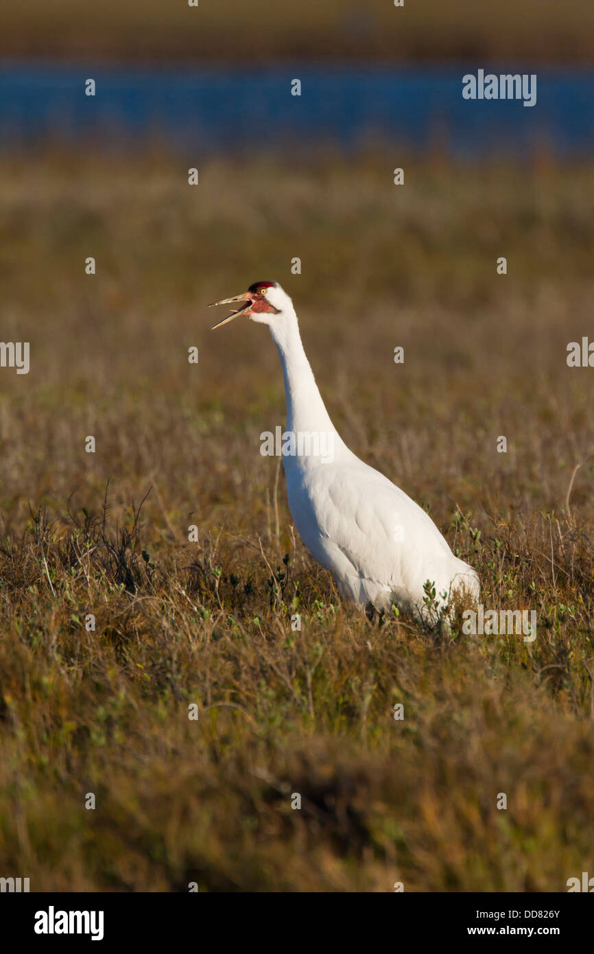 Whooping Crane (Grus americana) adult calling, Texas, USA. Stock Photo