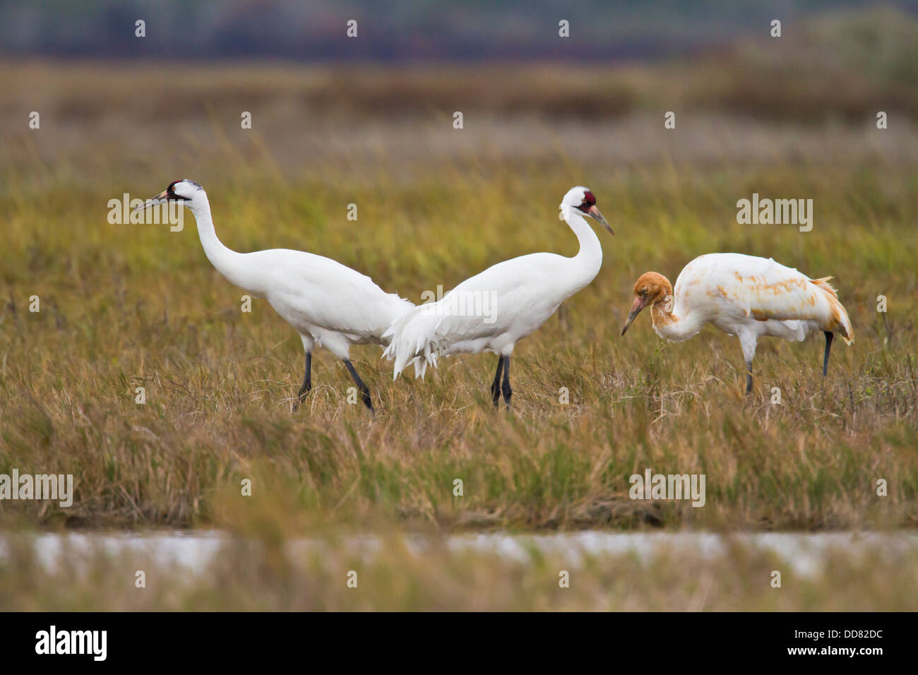 Whooping Crane (Grus americana) family feeding, Texas, USA. Stock Photo