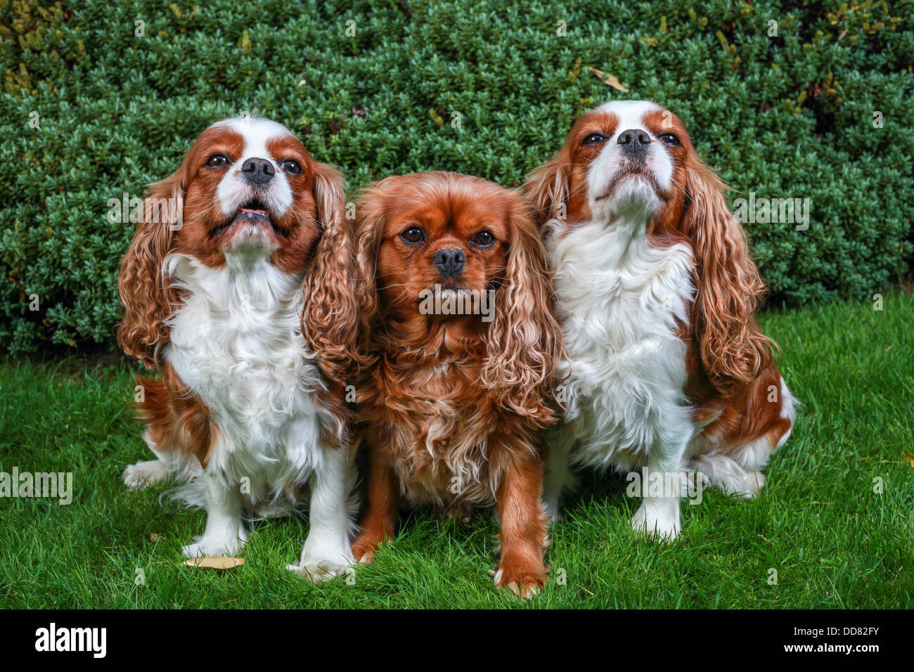 King charles spaniels hi-res stock photography and images - Alamy