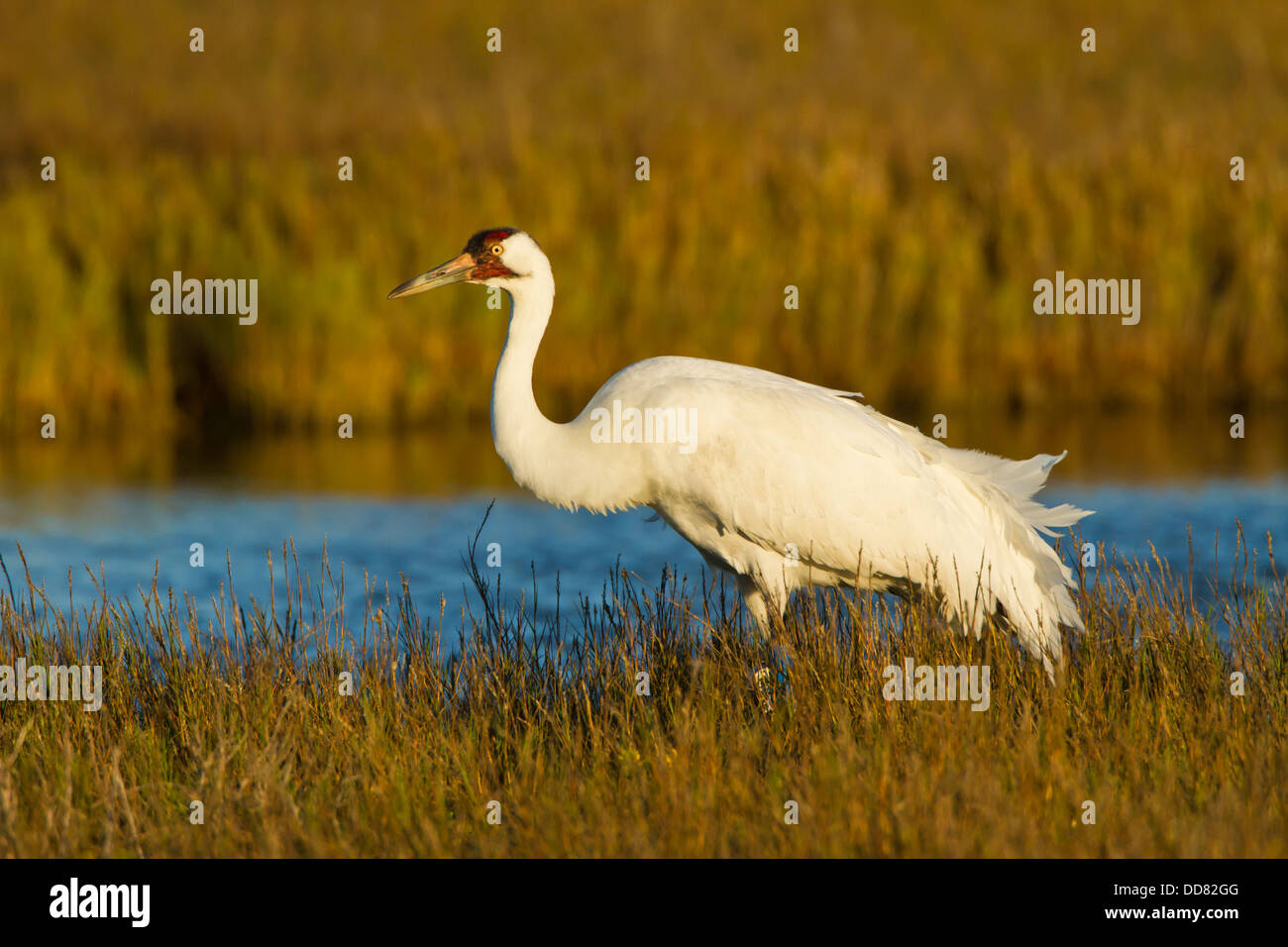 Whooping Crane (Grus americana) adult feeding, Texas, USA. Stock Photo