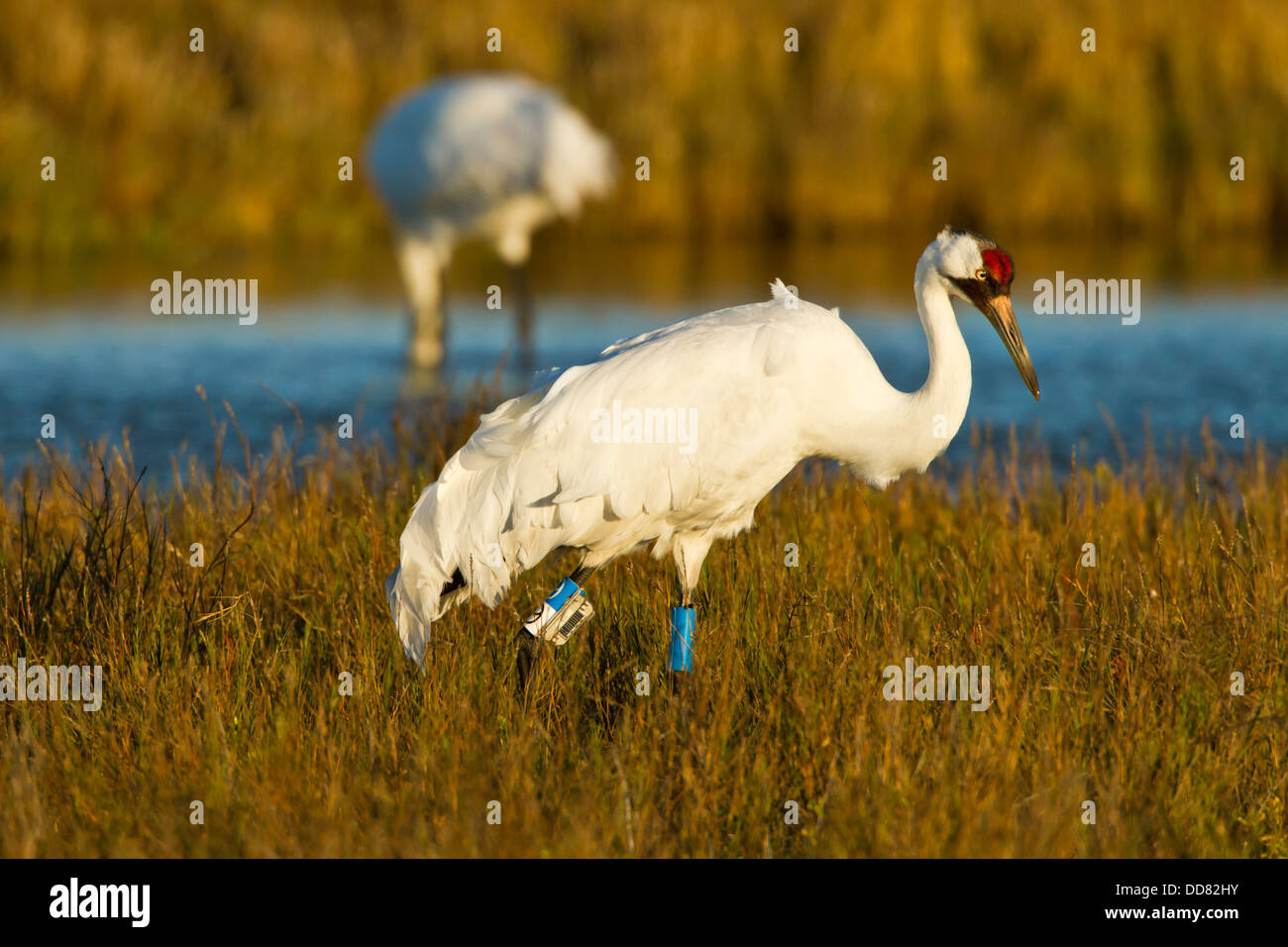 Whooping Crane (Grus americana) pair feeding, Texas, USA. Stock Photo