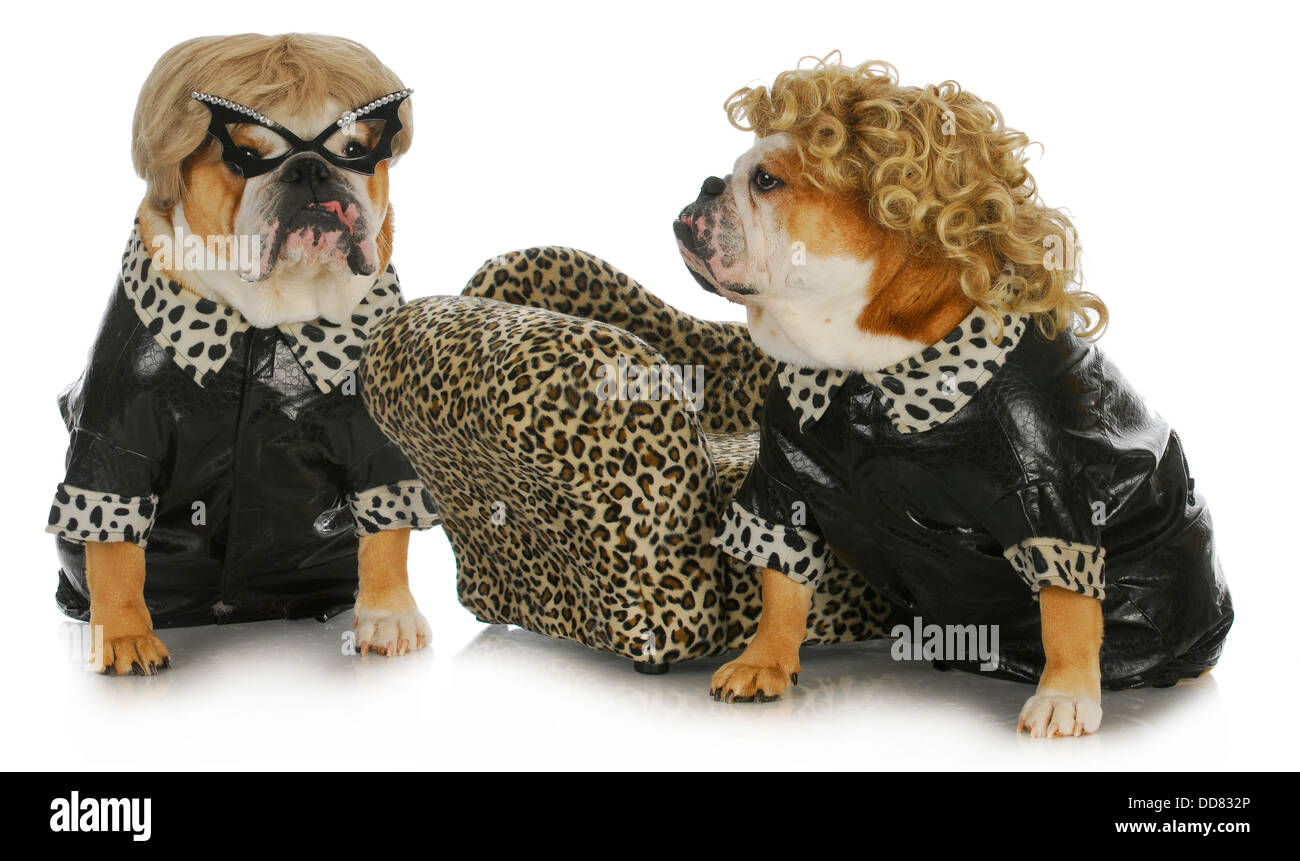 diva dogs - two female english bulldogs wearing blonde wigs dressed up in black leather coats  Stock Photo