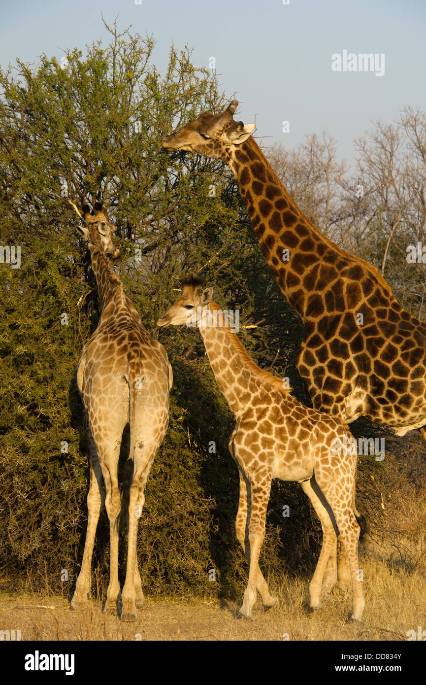 Southern giraffe (Giraffa camelopardalis giraffa), Mabula Game Reserve, the Waterberg, South Africa Stock Photo