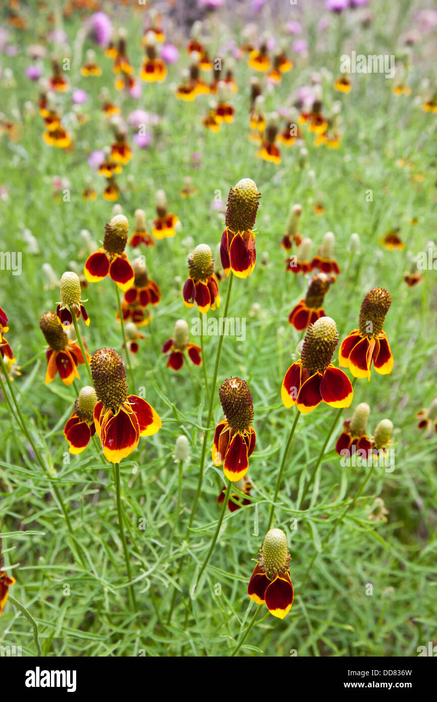 Redspike Mexican Hat (Ratibida columnaris) wildflowers in Texas hill