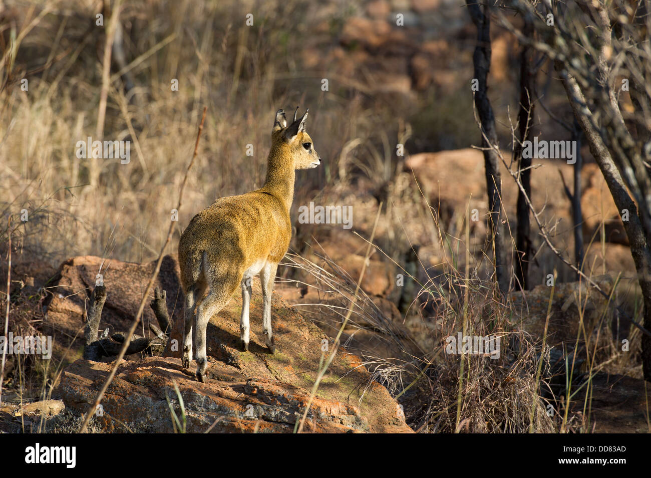 Klipspringer (Oreotragus oreotragus), Mabula Game Reserve, the Waterberg, South Africa Stock Photo