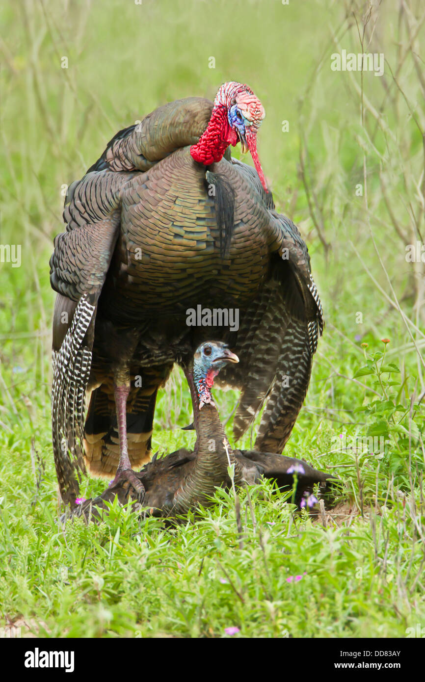 Wild Turkey (Meleagris gallopavo) male and female mating, Texas, USA