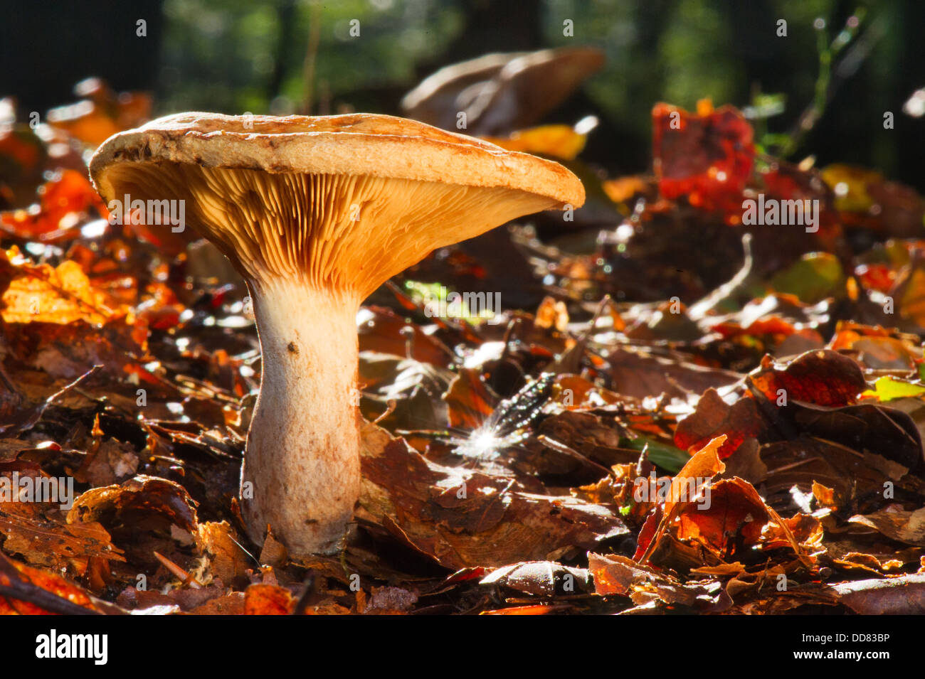 Mushroom in autumn leafs Stock Photo