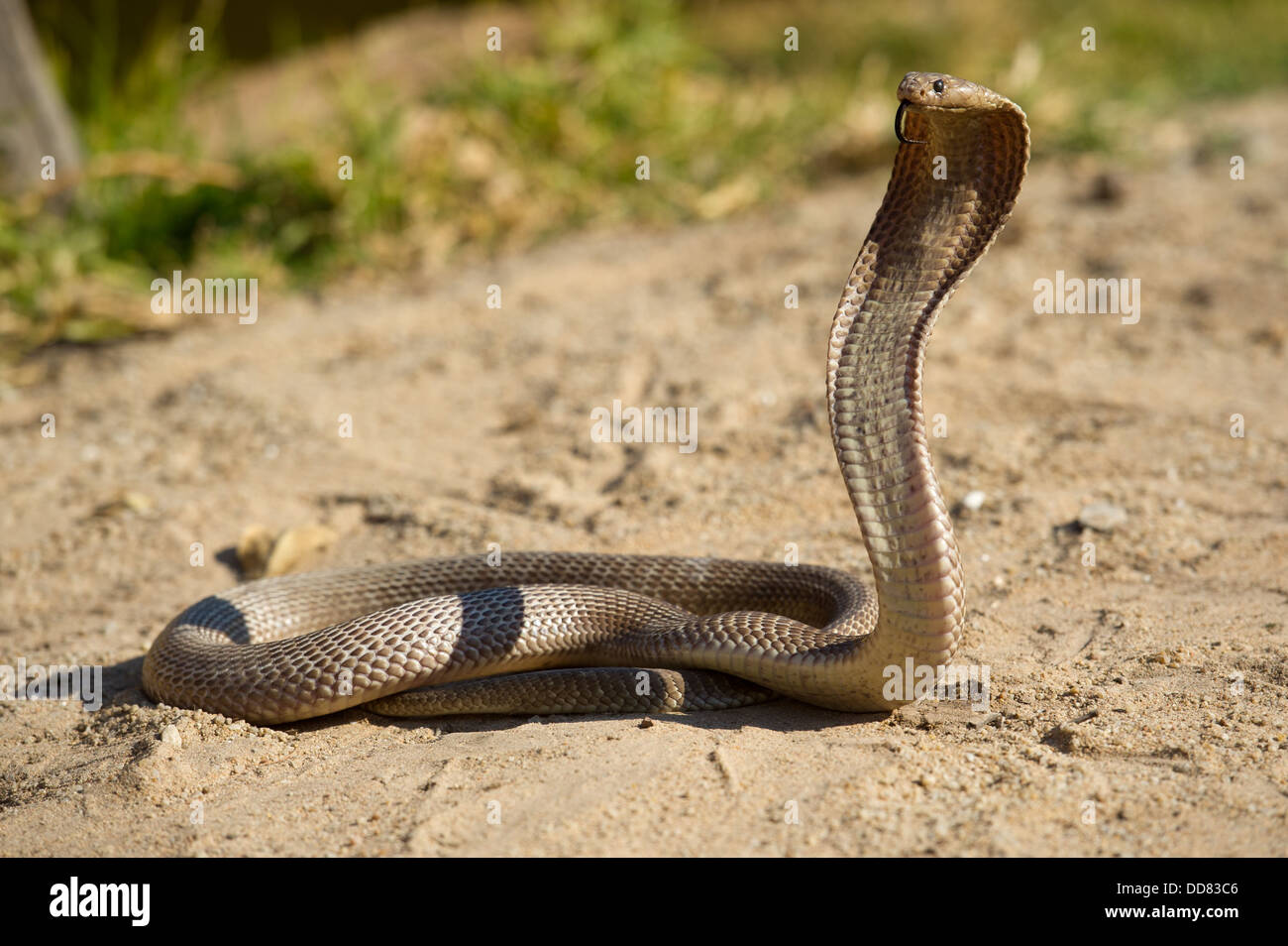 Cape cobra, Naja nivea, South Africa Stock Photo